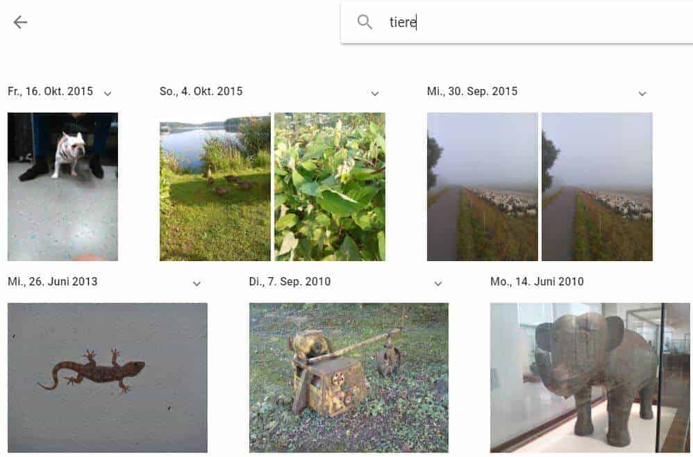 Google Fotos Tiere