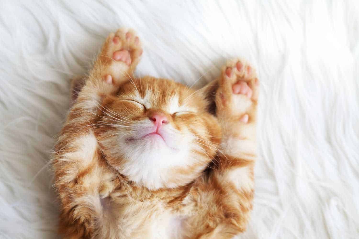 Katzenbaby Beispielfoto