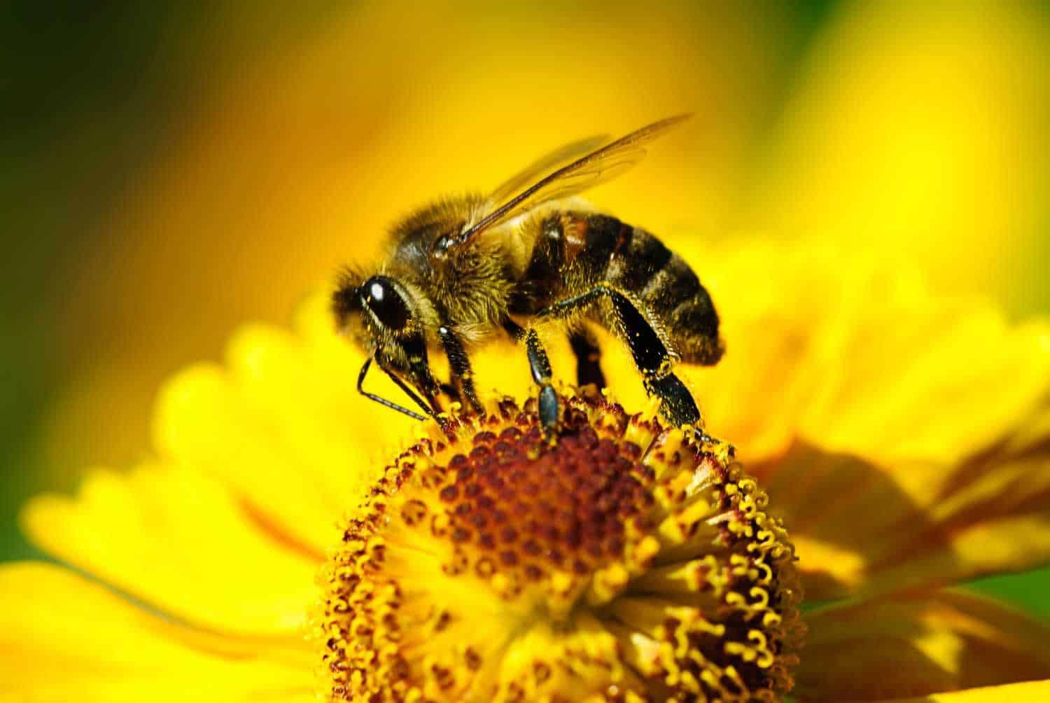 Beispielbild Makro-Objektiv für Micro Four Thirds von einer Biene auf gelber Blume