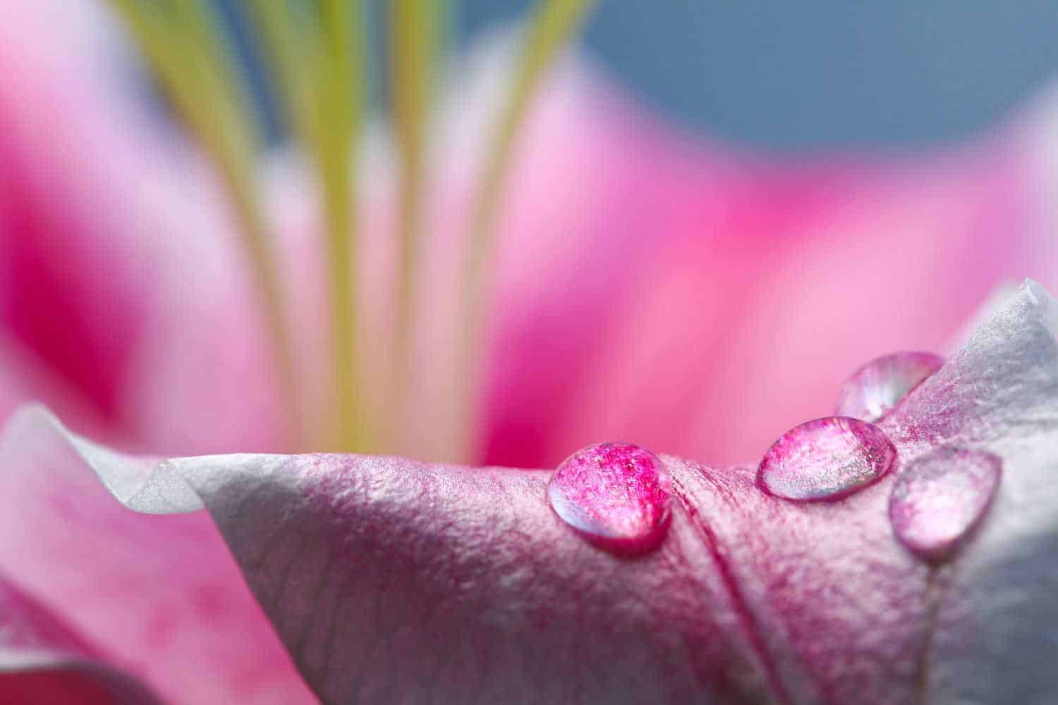 Makro Aufnahme Blume