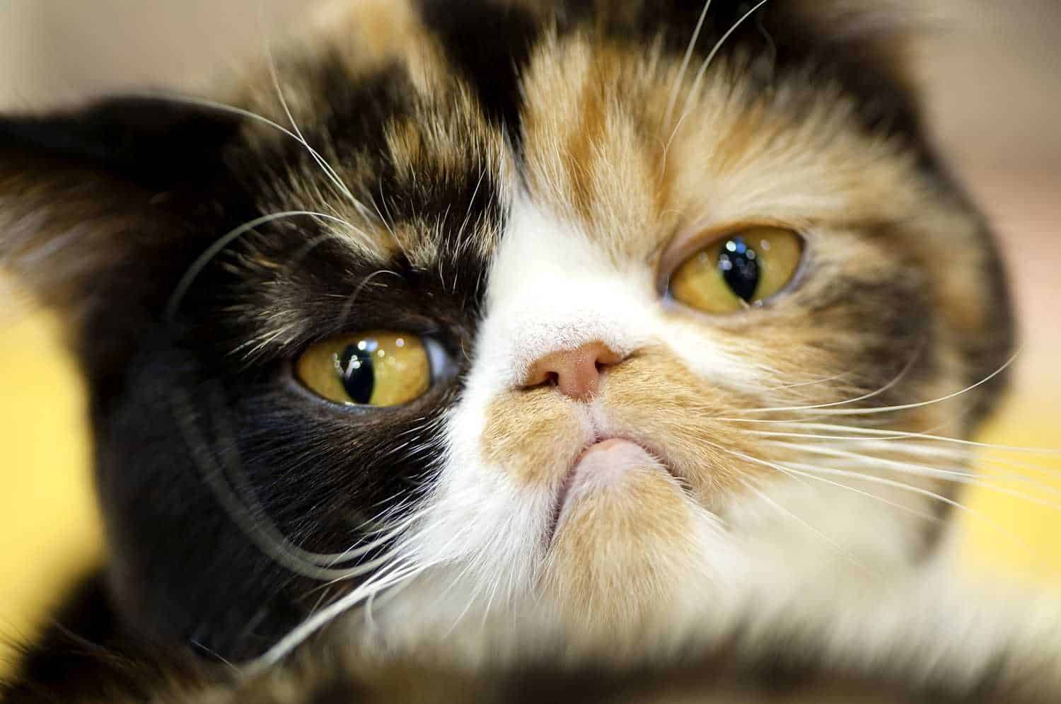 Beispielbild Makro-Objektiv mit Katze