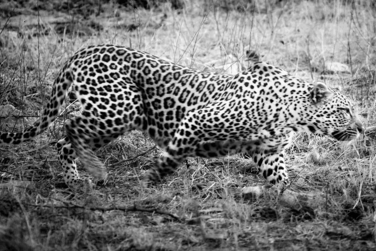 Beispielbild Leopard auf der Jagd
