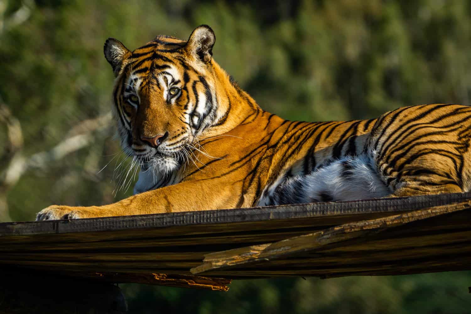Beispielfoto MFT Telezoom-Objektiv Tiger