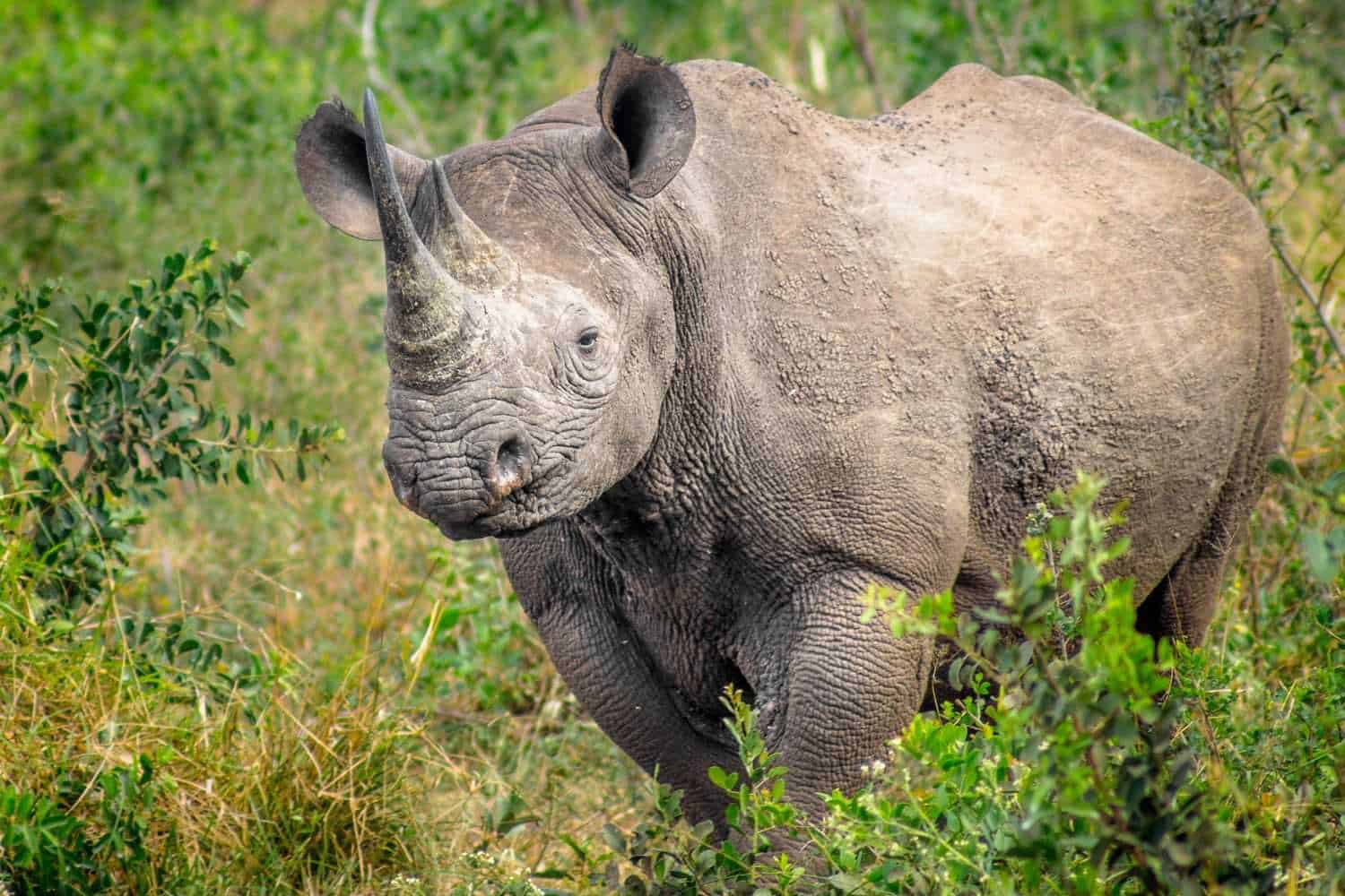 Beispielbild Nashorn