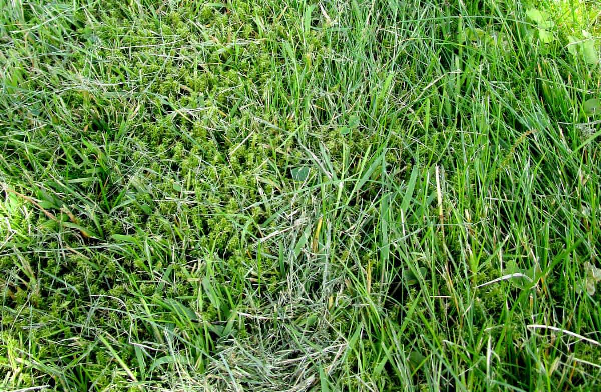 Detailansicht einer Grasfläche, die mit Moos und anderem Unkraut versetzt ist